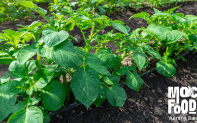 Restaurant entertainment.