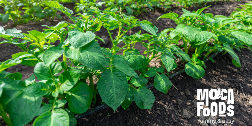 Restaurant entertainment.